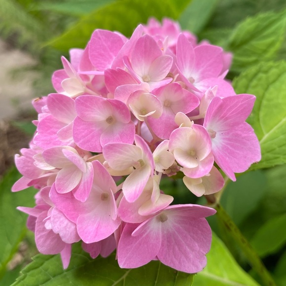 Meet your Posher, Christine - Picture 1 of 1